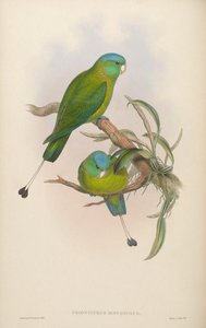 Prioniturus discurus de John Gould